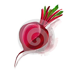 Beet vector illustration hand drawn painted