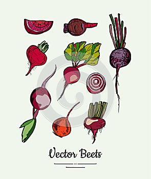 Beet vegetable vector set isolate. Red whole sliced cutted beetroots green leaves. Vegetables drawn illustration food