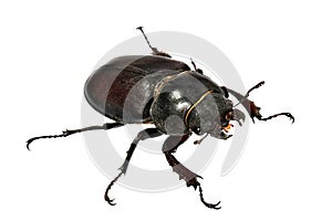 Un insetto 