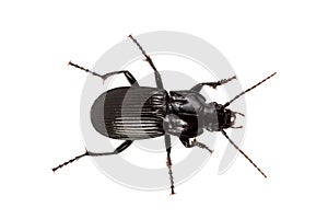 Beetle Abax parallelus on a white background