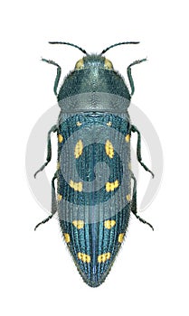 Beetle Acmaeodera degener