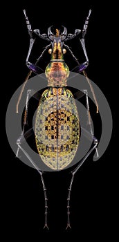 Beetle Acoptolabrus leechi nangnimicola