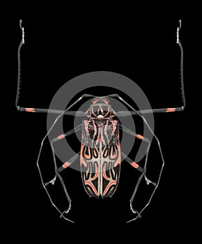 Beetle Acrocinus longimanus