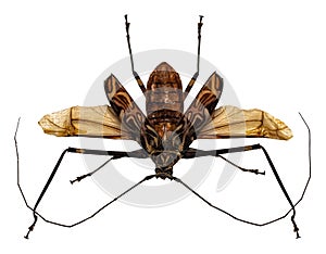 Beetle Acrocinus longimanus isolated on white background