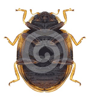 Beetle Adalia decempunctata