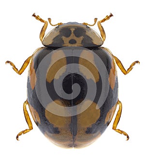 Beetle Adalia decempunctata