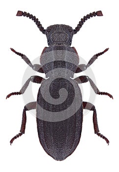 Beetle Adelostoma grande