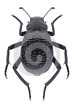 Beetle Adesmia ulcerosa