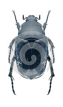 Beetle Aethiessa floralis photo