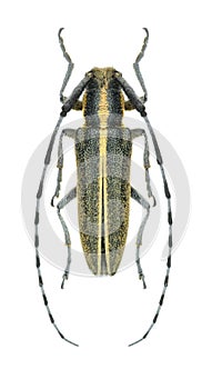 Beetle Agapanthia suturalis (cardui)