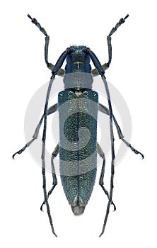 Beetle Agapanthia violacea