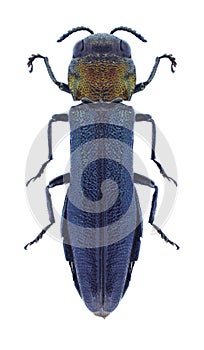 Beetle Agrilus pratensis
