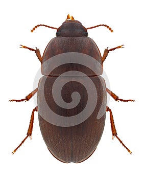 Beetle Alphitobius laevigatus
