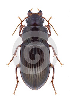 Beetle Amara apricaria