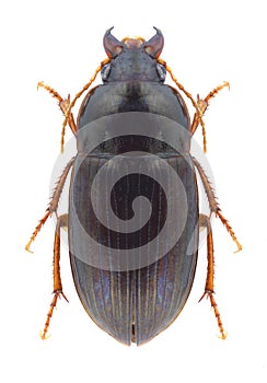 Beetle Amara bifrons photo