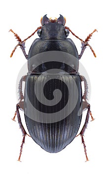 Beetle Amara consularis