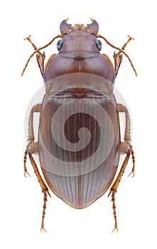 Beetle Amara fulva photo