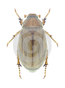 Beetle Amphimallon solstitialis