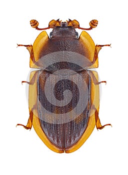 Beetle Amphotis marginata photo