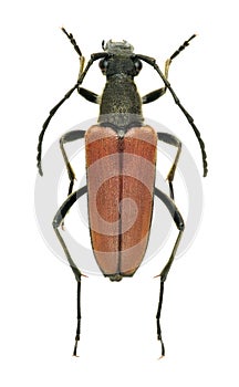 Beetle Anastrangalia reyi