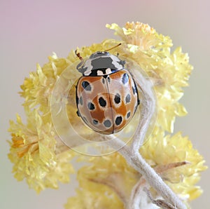 Beetle Anatis ocelata