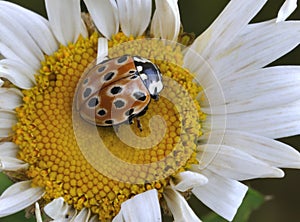 Beetle Anatis ocelata