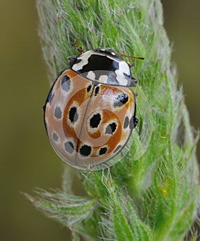 Beetle Anatis ocelata