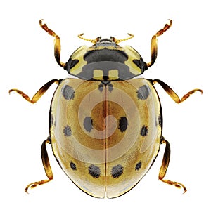 Beetle Anatis ocellata photo