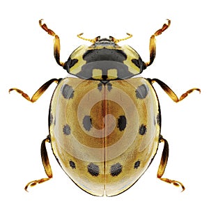 Beetle Anatis ocellata