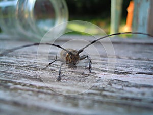 Beetle with antennae on the Board