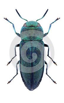 Beetle Anthaxia psittacina