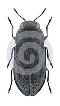 Beetle Anthaxia quadripunctata