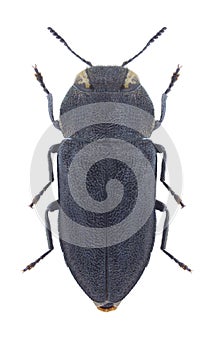 Beetle Anthaxia sepulchralis