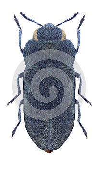 Beetle Anthaxia tenella