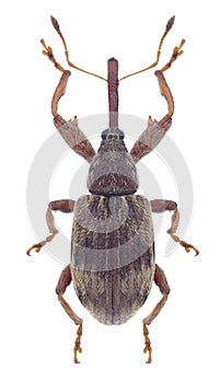 Beetle Anthonomus rectirostris photo