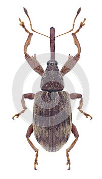 Beetle Anthonomus rectirostris
