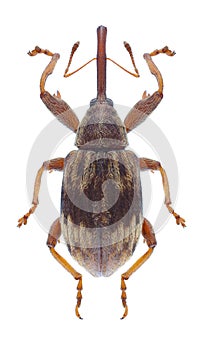 Beetle Anthonomus rectirostris