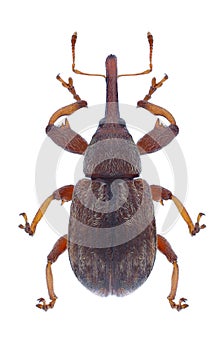 Beetle Anthonomus rectirostris photo