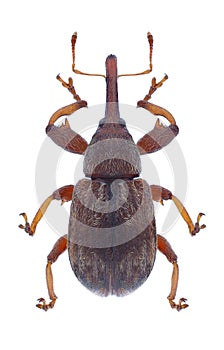 Beetle Anthonomus rectirostris