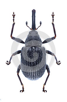 Beetle Anthonomus rubi