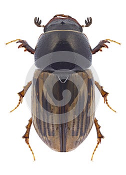 Beetle Aphodius lineolatus