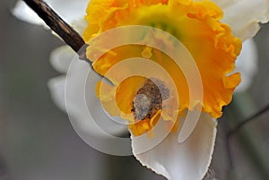 Beetle apple weevil inside an open flower