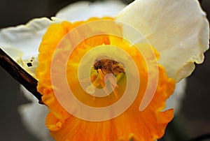 Beetle apple weevil inside an open flower