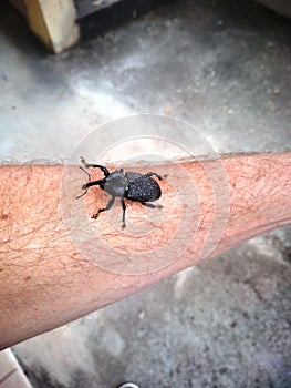 Beetle on the arm