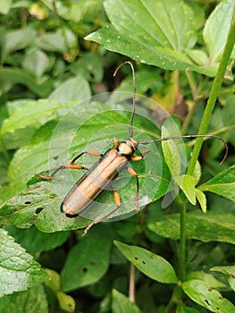 Beetle (Aromia Moschata) on green leaf