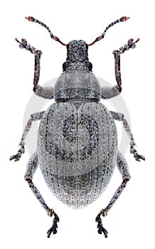 Beetle Attactagenus albinus