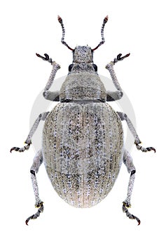 Beetle Attactagenus albinus