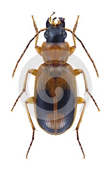 Beetle Badister meridionalis photo