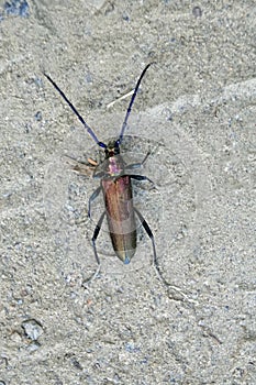 Beetle barbel close up. Insect. arthropod. Blue mustache and legs.