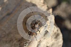 Beetle barbel on stone Cerambycinae photo